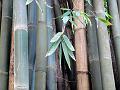 Indian Bamboo